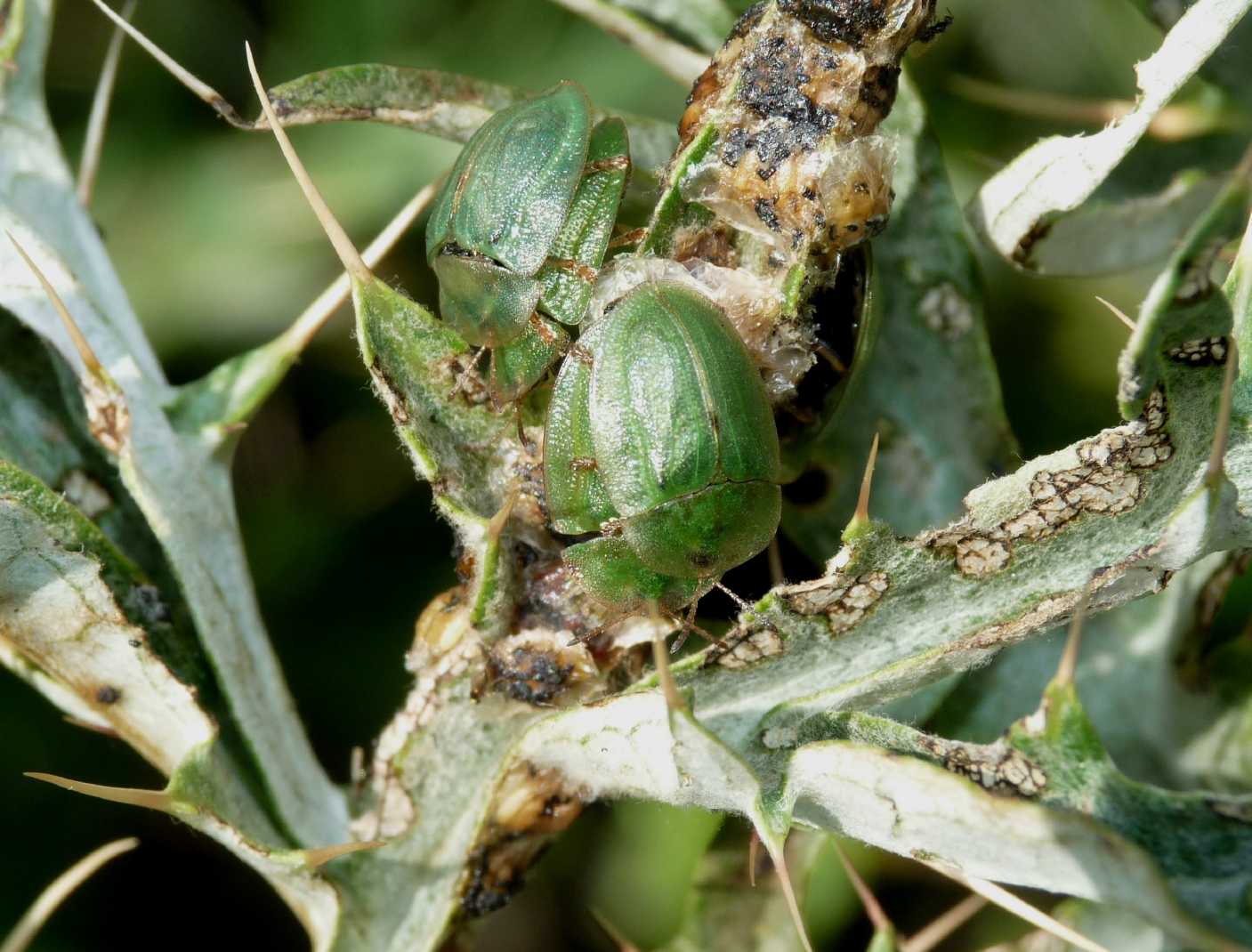 Cassida deflorata in riproduzione